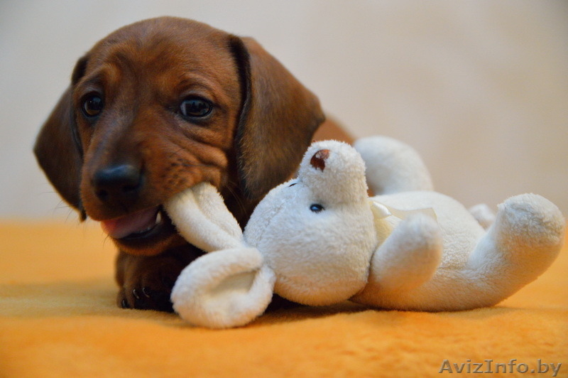 Щенки карликовой таксы - Изображение #2, Объявление #1361817