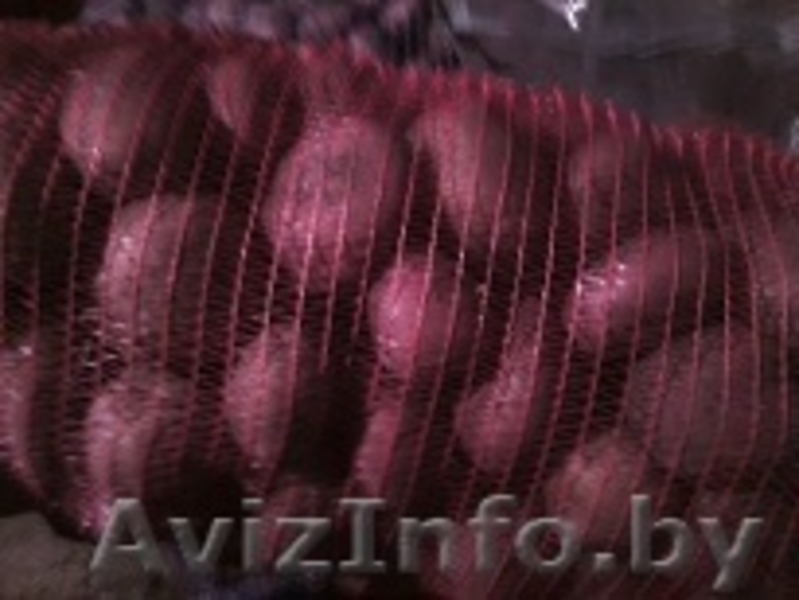 Домашний картофель помесь Журавинка, Адрета - Изображение #1, Объявление #1387096