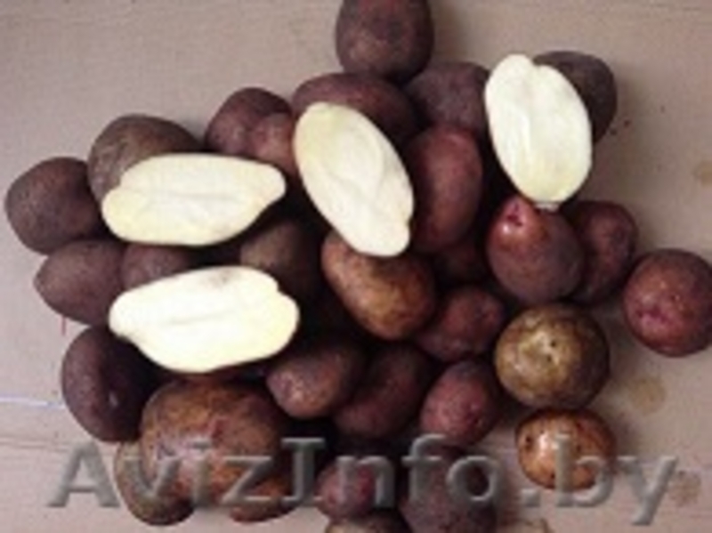 Домашний картофель помесь Журавинка, Адрета - Изображение #2, Объявление #1387096