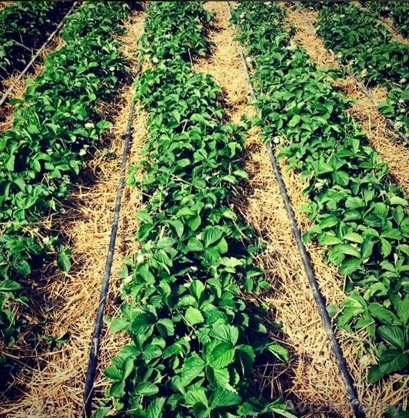 Самосбор Клубники - Изображение #5, Объявление #1452352