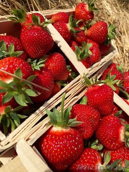 Самосбор Клубники - Изображение #3, Объявление #1452352