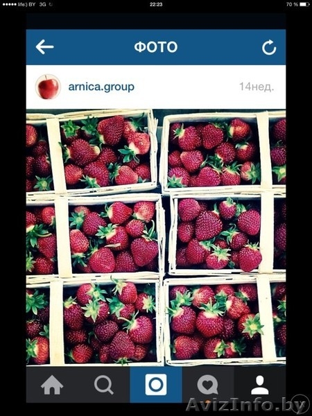 Самосбор Клубники - Изображение #4, Объявление #1452352