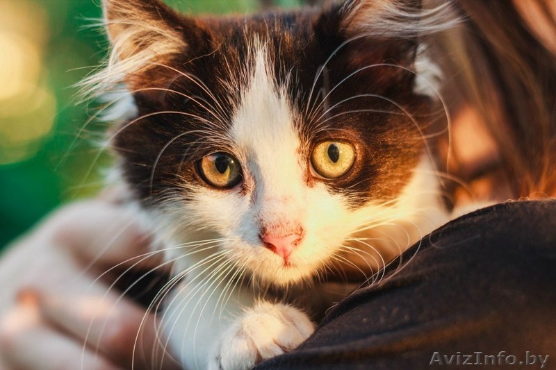 Самая пушистая маленькая кошка в дар - Изображение #1, Объявление #1469023