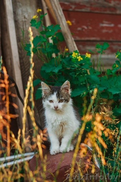 Пушистый любознательный и преданный маленький кот ищет дом - Изображение #2, Объявление #1469022