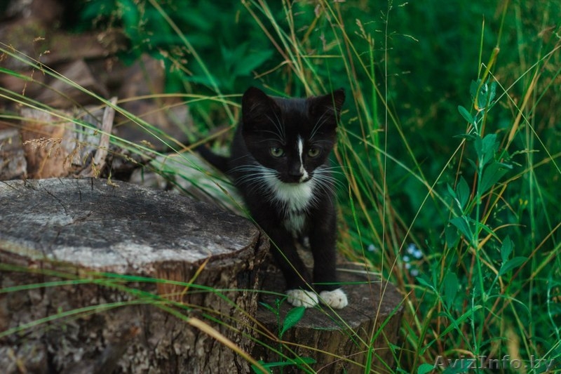 Официального окраса кошка ищет любящих хозяев - Изображение #1, Объявление #1469025