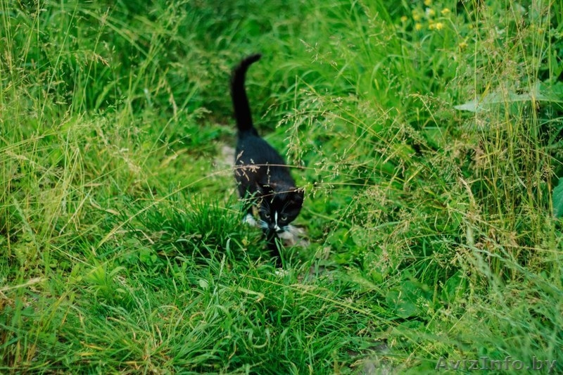 Официального окраса кошка ищет любящих хозяев - Изображение #3, Объявление #1469025