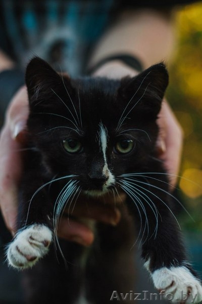 Официального окраса кошка ищет любящих хозяев - Изображение #5, Объявление #1469025