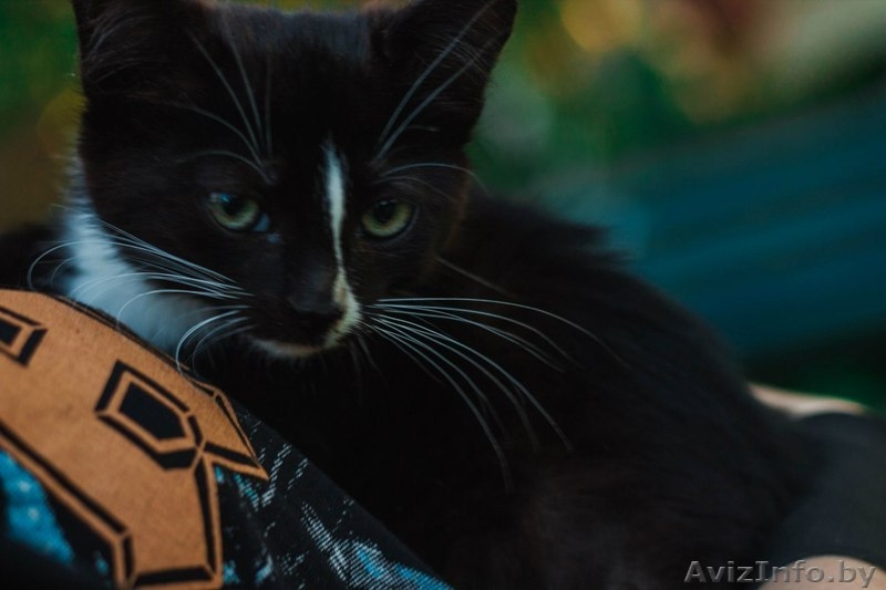 Официального окраса кошка ищет любящих хозяев - Изображение #6, Объявление #1469025