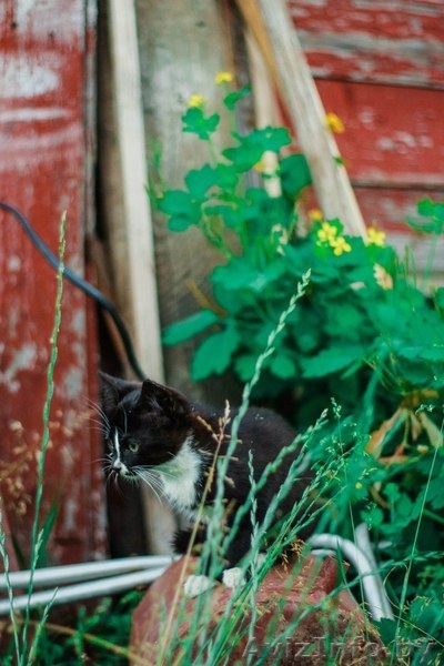 Официального окраса кошка ищет любящих хозяев - Изображение #2, Объявление #1469025