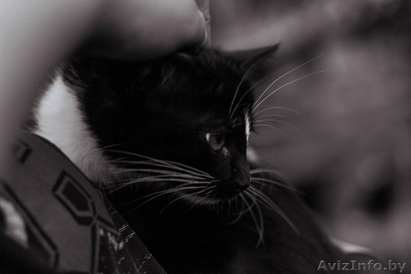 Официального окраса кошка ищет любящих хозяев - Изображение #7, Объявление #1469025