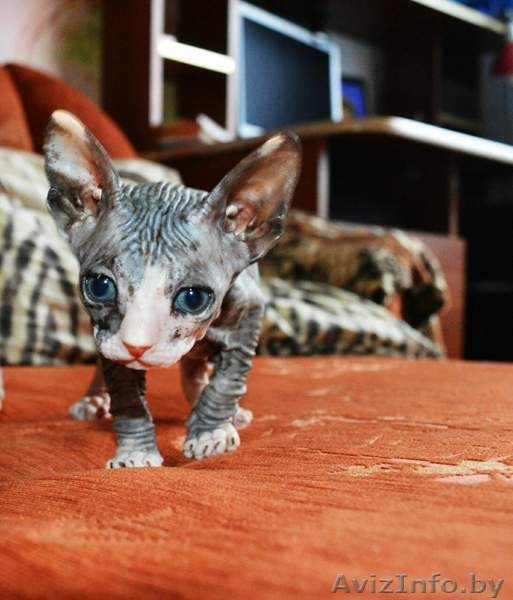 продажа сфинксов - Изображение #3, Объявление #1476291