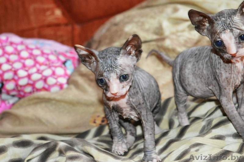 продажа сфинксов - Изображение #2, Объявление #1476291