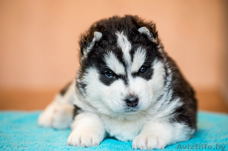 Девочки и мальчики щенки хаски всех окрасов - Изображение #1, Объявление #1488921