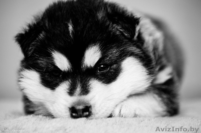 Девочки и мальчики щенки хаски всех окрасов - Изображение #2, Объявление #1488921