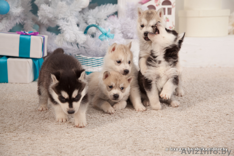 Девочки и мальчики щенки хаски всех окрасов - Изображение #3, Объявление #1488921