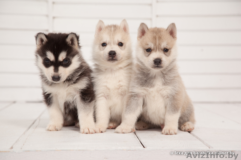 Девочки и мальчики щенки хаски всех окрасов - Изображение #5, Объявление #1488921