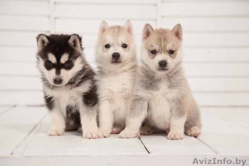 Девочки и мальчики щенки хаски всех окрасов - Изображение #7, Объявление #1488921