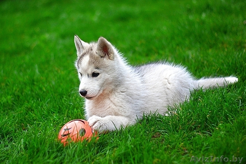 хаски из питомника щенки - Изображение #3, Объявление #1488923