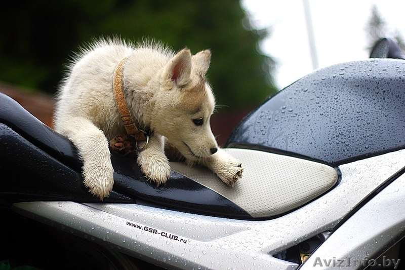 хаски из питомника щенки - Изображение #4, Объявление #1488923