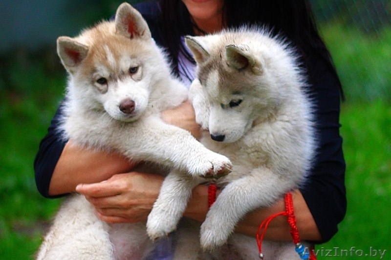 Щенки хаски с родословной из прфессионального питомника. - Изображение #3, Объявление #1488924