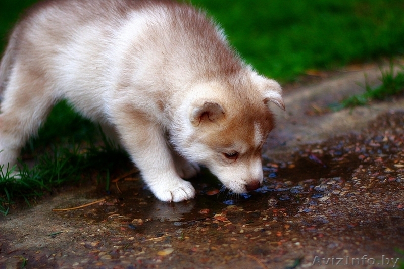 Щенки хаски с родословной из прфессионального питомника. - Изображение #4, Объявление #1488924