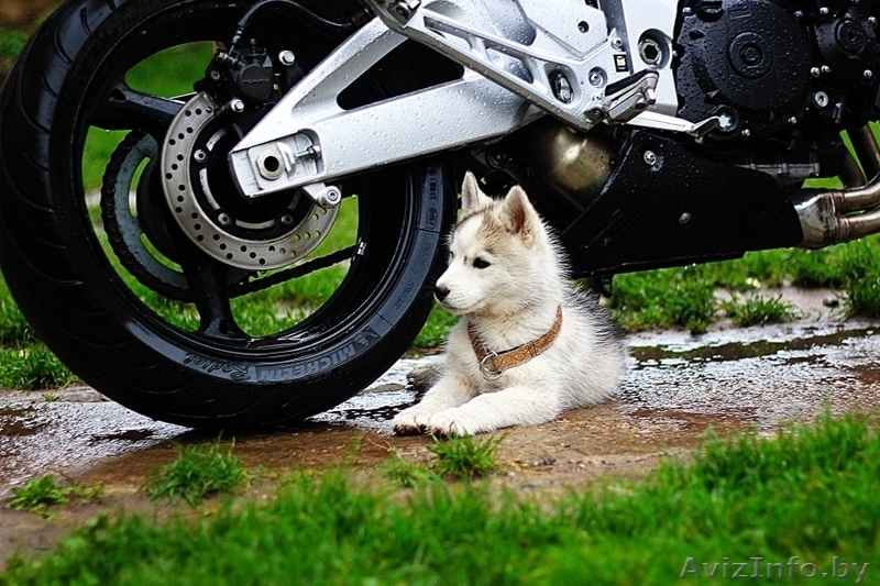 Щенки хаски с родословной из прфессионального питомника. - Изображение #6, Объявление #1488924