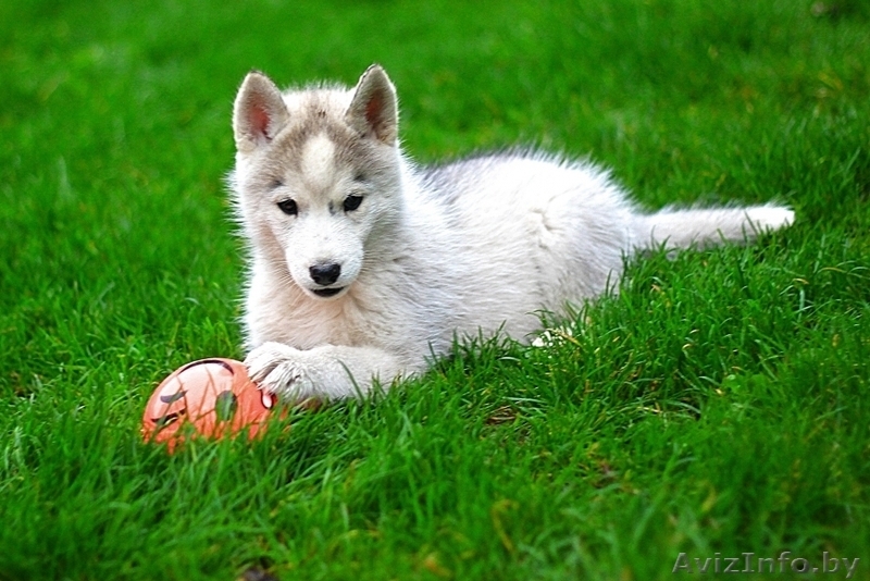 Щенки хаски с родословной из прфессионального питомника. - Изображение #10, Объявление #1488924