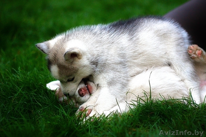 Хаски Щенки - недорого различный окрас - Изображение #2, Объявление #1488925