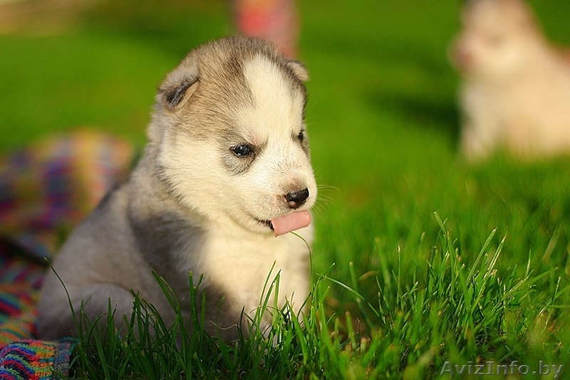 Хаски Щенки - недорого различный окрас - Изображение #3, Объявление #1488925
