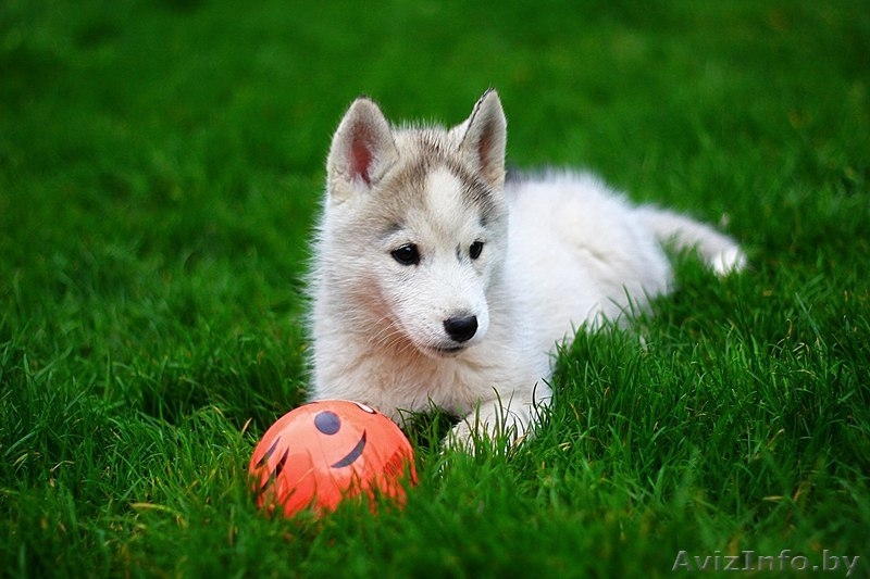 Хаски Щенки - недорого различный окрас - Изображение #4, Объявление #1488925