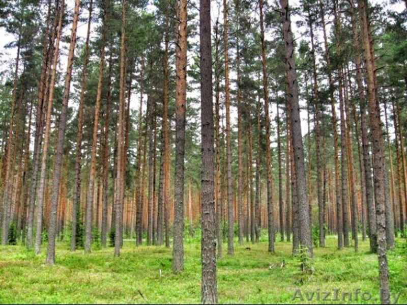 дача в соснах - Изображение #3, Объявление #1505176