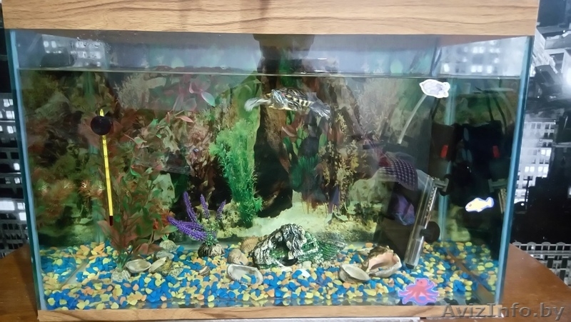 Продам аквариум с оборудованием и декорациями - Изображение #1, Объявление #1520263