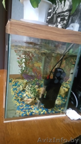 Продам аквариум с оборудованием и декорациями - Изображение #2, Объявление #1520263