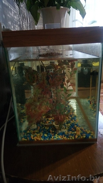 Продам аквариум с оборудованием и декорациями - Изображение #3, Объявление #1520263