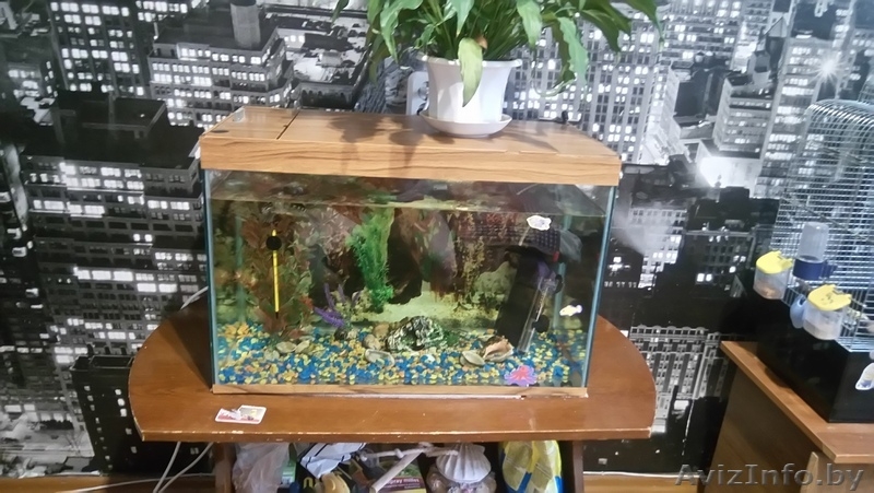 Продам аквариум с оборудованием и декорациями - Изображение #4, Объявление #1520263
