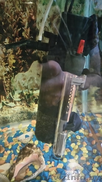 Продам аквариум с оборудованием и декорациями - Изображение #5, Объявление #1520263