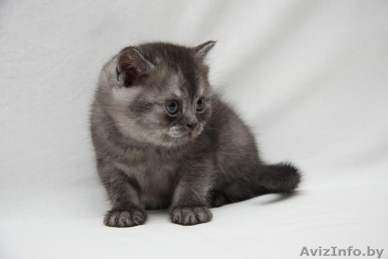 Британские котята Могилев - Изображение #3, Объявление #1524883