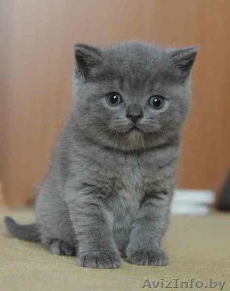 Британские котята Могилев - Изображение #4, Объявление #1524883