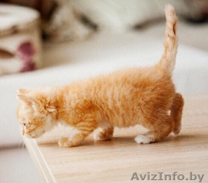 Котятки мурчалки в добрые руки - Изображение #1, Объявление #1570218