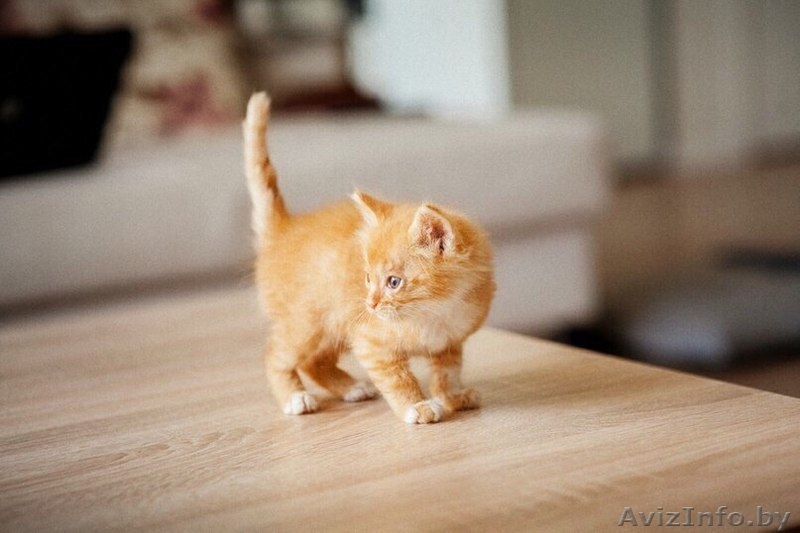 Котятки мурчалки в добрые руки - Изображение #3, Объявление #1570218