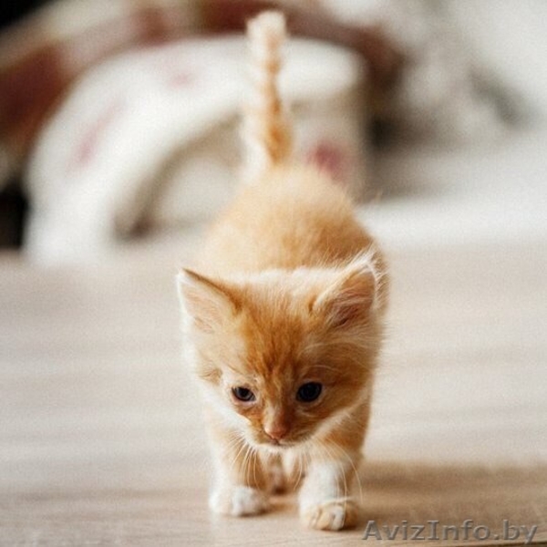 Котятки мурчалки в добрые руки - Изображение #2, Объявление #1570218