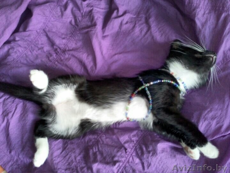 Котеночка черно-белого окраса в дар - Изображение #3, Объявление #1578467