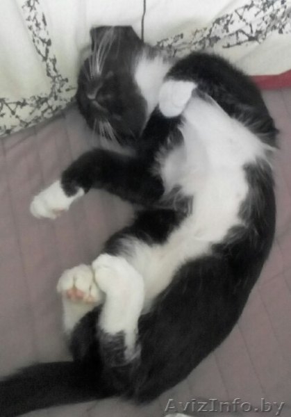Котеночка черно-белого окраса в дар - Изображение #2, Объявление #1578467