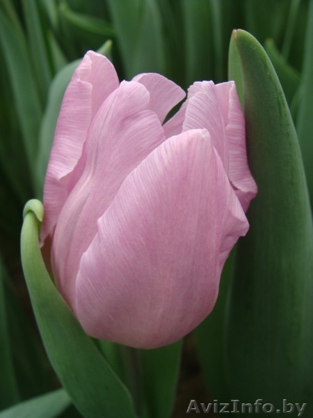 Тюльпан оптом к 8 марта  . - Изображение #1, Объявление #1596326