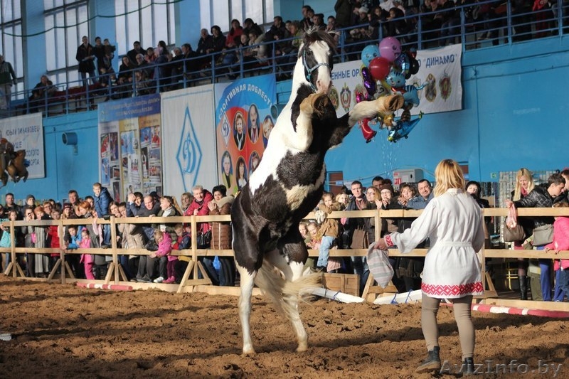 Катание на лошадях, тренажерный зал, сауна - Изображение #7, Объявление #1336538