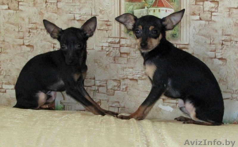 Мальчики той-терьера - Изображение #1, Объявление #1614634