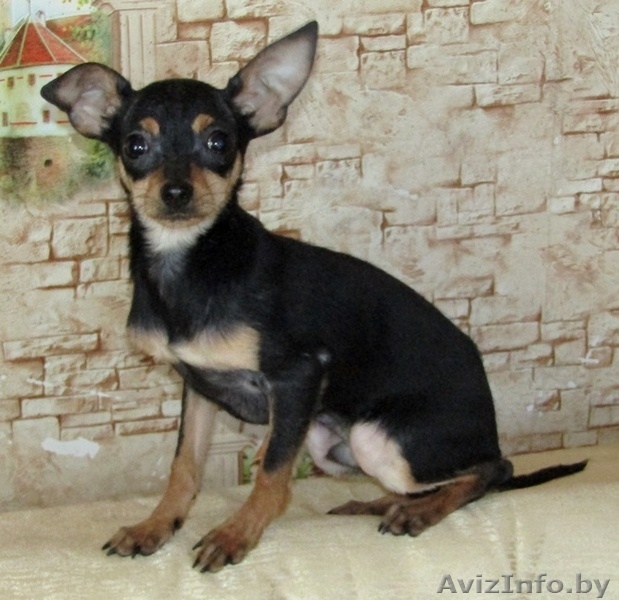 Мальчики той-терьера - Изображение #2, Объявление #1614634