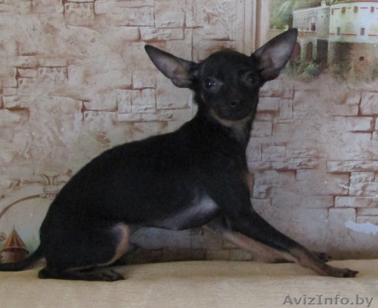 Мальчики той-терьера - Изображение #3, Объявление #1614634