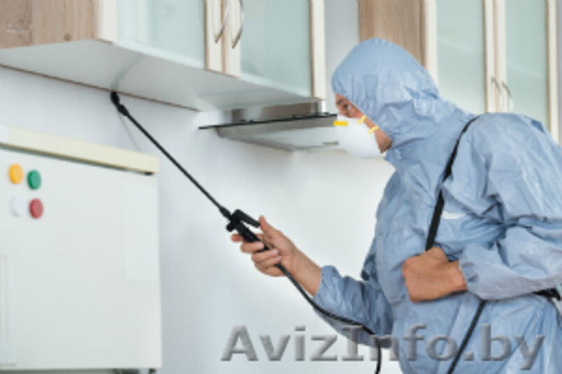 Дезинсекция (удаление насекомых)  - Изображение #3, Объявление #1614183