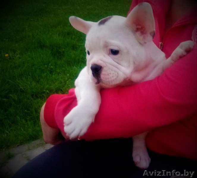 Мальчик французского бульдога  - Изображение #1, Объявление #1622559